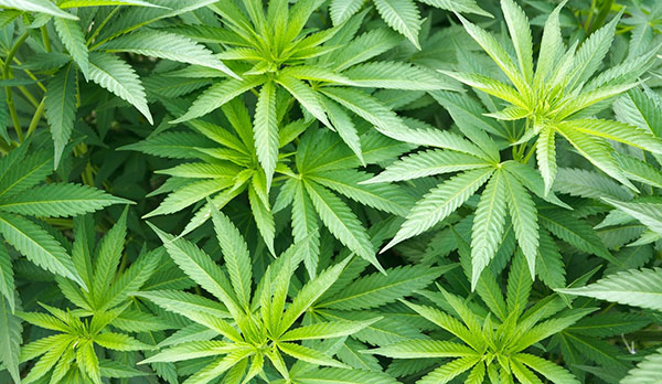 UWI And US Based Firm Sign MOU For Marijuana Research