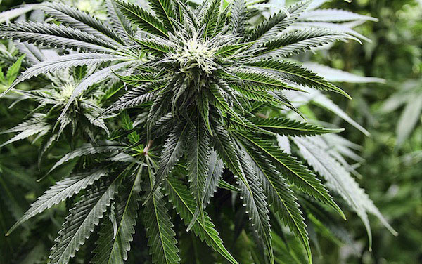 Revised U.S. Stance On Marijuana Will Be Felt Beyond Borders
