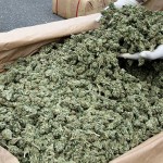 US Coast Guard Seizes 6000 Pounds Of Marijuana In Caribbean Sea