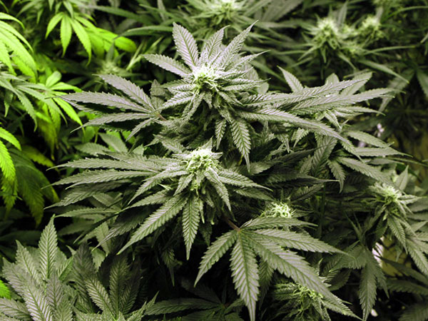 UWI Plants Legal Marijuana
