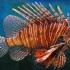 Red Lionfish Population Increasing In The Caribbean In Record Numbers