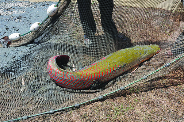 An Arapaima, the world’s largest freshwater fish, being kept in a man-made pond in Guyana. The Arapaima can weigh over 800 pounds and reach lengths of up to 10 feet. Unfortunately, they’ve been overfished commercially and are currently a threatened species. Photo credit: Desmond Brown/IPS.