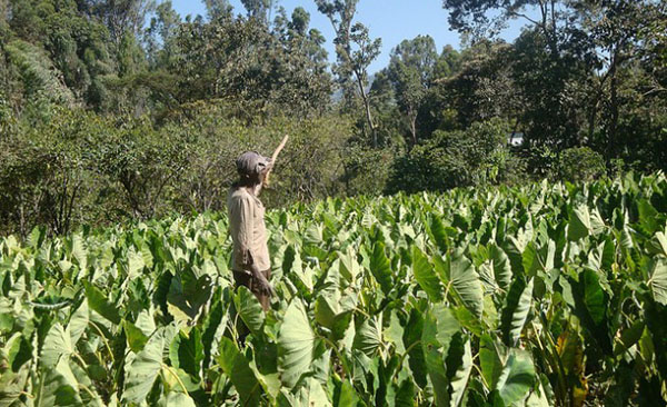 Africa’s Youth Not Lured By Unglamorous Farming