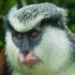 Grenada’s Mona Monkey Population Under Threat