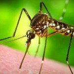 Jamaica Confirms First Case Of Chikungunya Virus