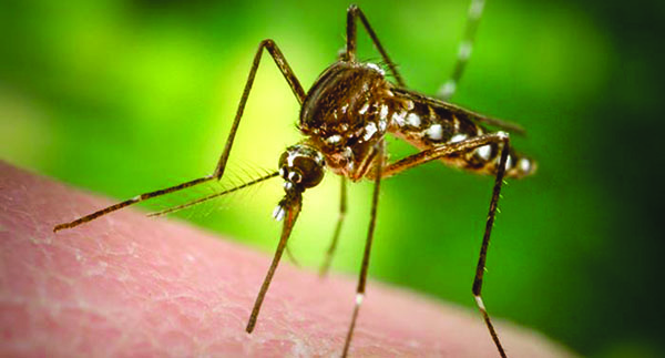 Jamaica Confirms First Case Of Chikungunya Virus