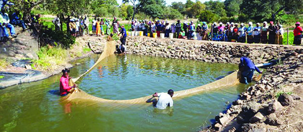 Fish Farming Now A Big Hit In Africa