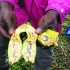 Africa Closer To A Cure For Banana Disease