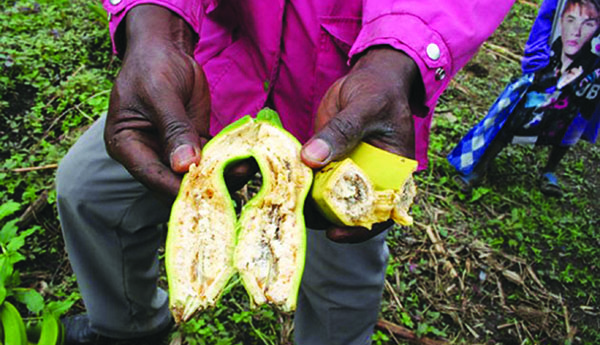 Africa Closer To A Cure For Banana Disease