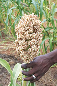 Science research can help Africa develop better yielding crops for boost food and nutritional security. Photo credit: Busani Bafana/ IPS.