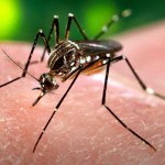 CARICOM Leaders Adopt Position On Zika Virus
