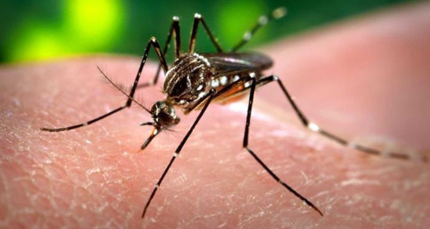 CARICOM Leaders Adopt Position On Zika Virus
