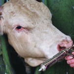 Caribbean Warned Against The Dangers Of Overuse Of Antibiotics In Animals