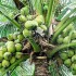 Concerns Voiced Over Future Of Coconut Industry In St. Vincent And The Grenadines