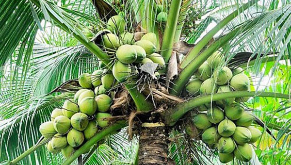 Concerns Voiced Over Future Of Coconut Industry In St. Vincent And The Grenadines