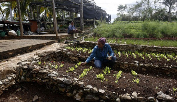 Thaw With United States Will Put Cuba’s Agroecology To The Test