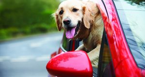 4 Tips For Summer Road Trips With Your Pet