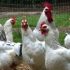 Guyana Seeking US Help To Determine Cause Of Sudden Poultry Deaths
