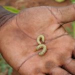 Microbes: New Weapon Against Agricultural Pests In Africa