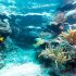 New Canadian Research Finds Reefs Help Protect Vulnerable Caribbean Fish From Climate Change Impact