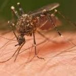 Jamaica’s Ministry Of Health Confirms Report Of Suspected Death From Dengue Haemorrhagic Fever