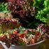 Autumn Is The Perfect Time To Grow Great Gourmet Garden Salads