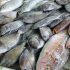 Caribbean Looks To Protect Its Seafood From Mercury