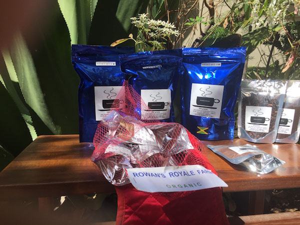 Dorianne Rowan-Campbell’s farm is a select producer of the famous Jamaica Blue Mountain coffee, one of the most rare and expensive of coffees, favoured for making delectable espresso. Photo courtesy of Dorienne Rowan-Campbell.