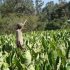 Becoming Drought Resilient: Why African Farmers Must Consider Drought-Tolerant Crops