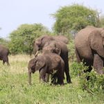 ‘Too Many Elephants’ In Africa? Here’s How Peaceful Coexistence With Human Communities Can Help