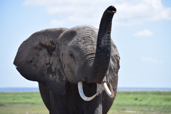 While poaching poses an enormous threat to elephants, habitat fragmentation has been less discussed. Photo credit: Vicky Boult. Author provided.