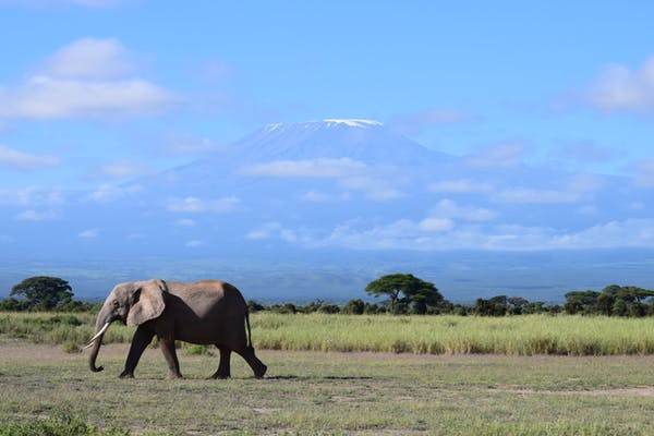 In Amboseli, Kenya, elephants share over 80% of their range with livestock and crop farmers. Photo credit: Vicky Boult. Author provided.