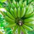 UN Launches New Efforts To Protect Bananas Under Disease Threat In The Caribbean And Latin America