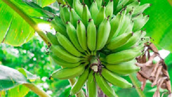 UN Launches New Efforts To Protect Bananas Under Disease Threat In The Caribbean And Latin America