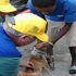Pan American Health Organisation Launches Rabies Elimination Program In Haiti
