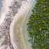 New Mangrove Forest Mapping Tool Puts Conservation In Reach Of Coastal Communities
