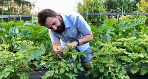 How To Manage Plant Pests And Diseases In Your Victory Garden