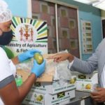 Jamaica Government Projects Mangoes To Boost  Export Market