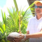 Ricky Roopchand, General Manager of Guyana's Hope Coconut Industries Limited, noted that there are currently 10 coconut nurseries, across the country, capable of producing 206,000 coconut seedlings at full capacity. Photo credit: DPI.